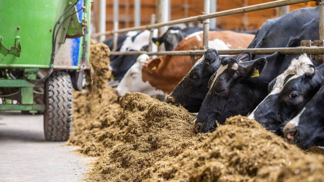 Improving Feed Efficiency in Livestock