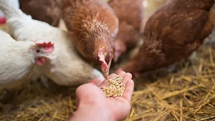 Feed Additives in Poultry Production