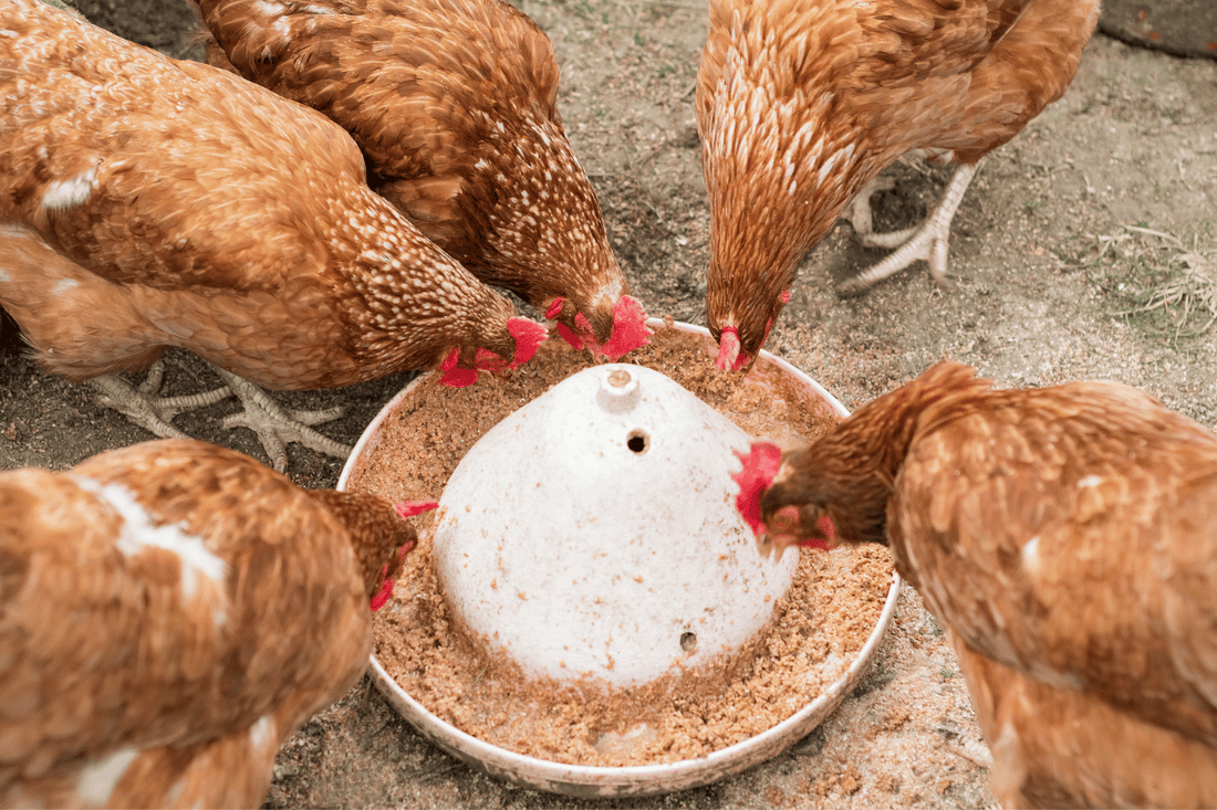 Gut Health in Poultry
