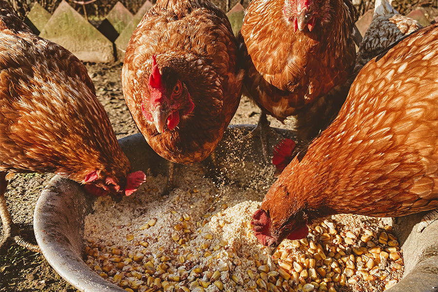 Organic Acids in Animal Nutrition